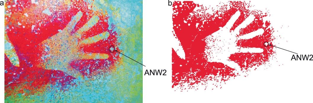 Az indonéziában felfedezett barlangrajzotk.