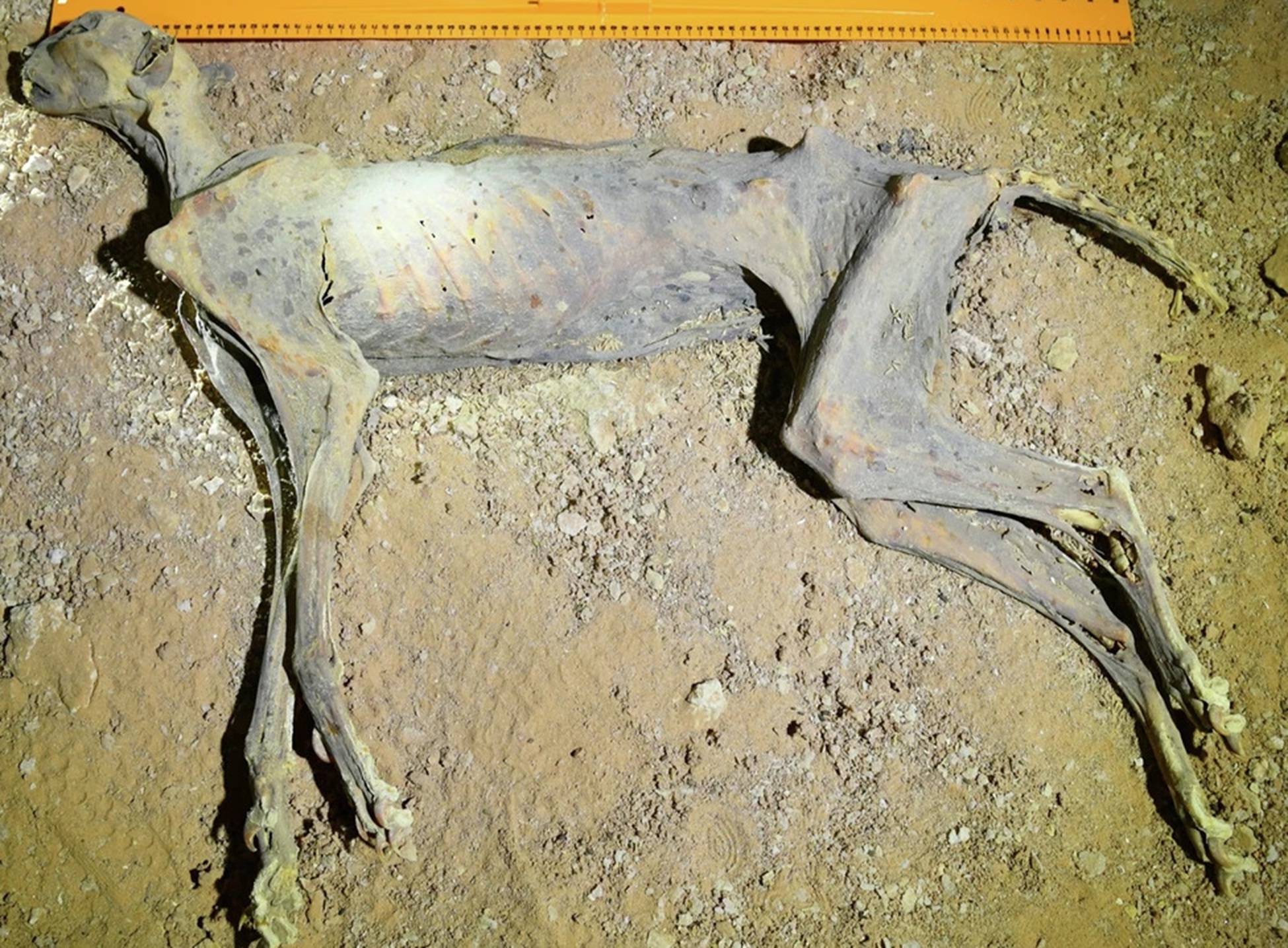 gepárd, múmia, mumifikálódás, fotó, kutatás, ásatás