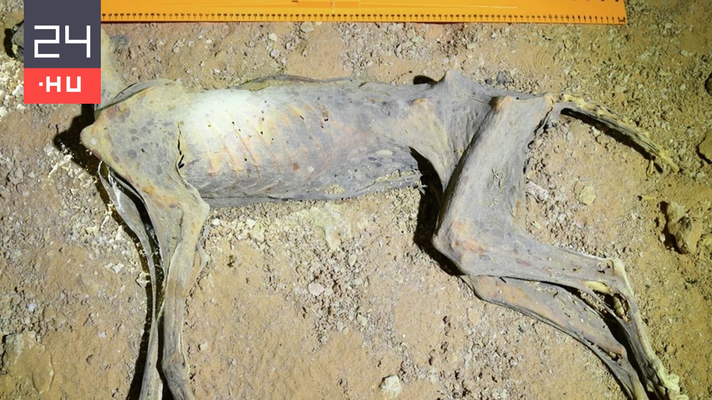 Ritka állatmúmiákra bukkantak Szaúd-Arábiában