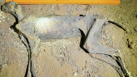 gepárd, múmia, mumifikálódás, fotó, kutatás, ásatás