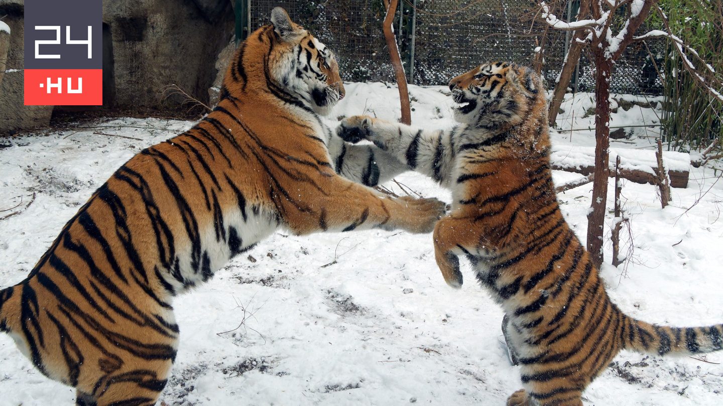 Hóesésben játszó tigrisek és oroszlánok – fotókon a fehérbe öltözött fővárosi állatkert és lakói