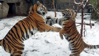 hóban játszó tigrisek a fővárosi állatkertben.