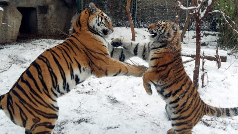 hóban játszó tigrisek a fővárosi állatkertben.