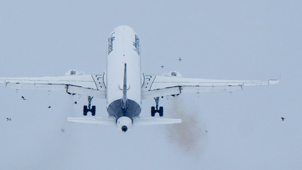 Kényszerleszállás Ferihegyen: fotókon, ahogy madárrajba repül a Lufthansa-gép