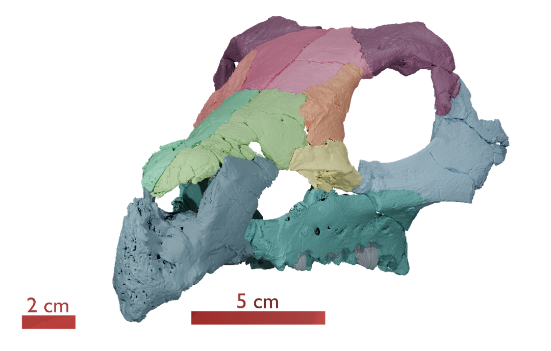 Évtizedes rejtélyt oldott meg egy Magyarországon talált dinoszauruszkoponya