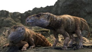 Az ajkaceratops rekonstrukciója.