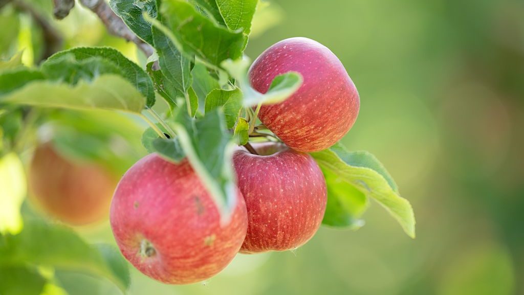Veszélyes vegyi anyagok a magyar almákban is