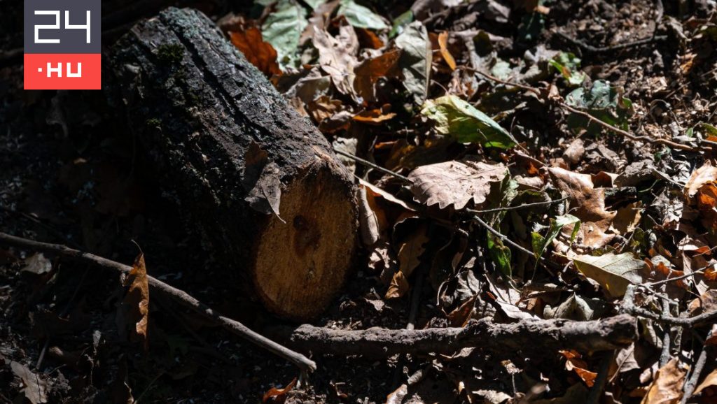 A rendkívüli hideg miatt ingyenes az állami tűzifa
