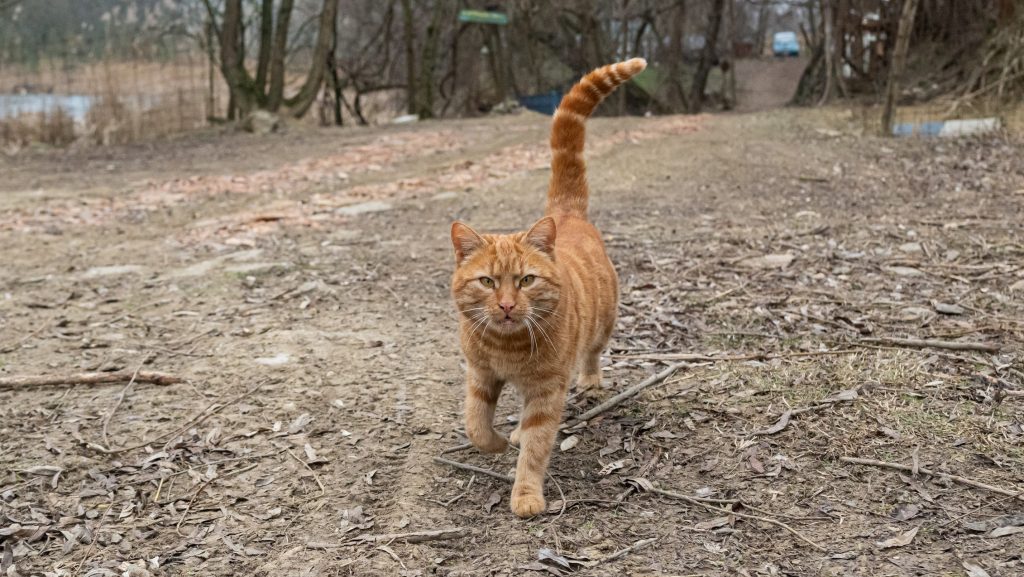 A macska még a kengurut is hajlandó megenni