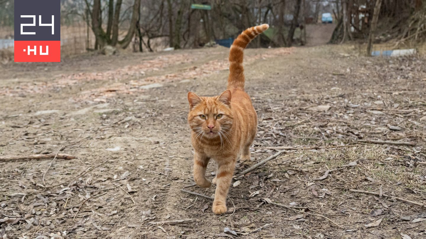 A macska még a kengurut is hajlandó megenni