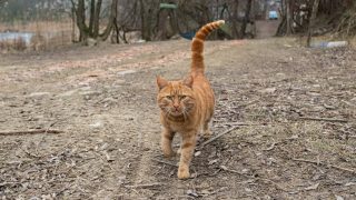 macska ragadozó táplálkozás