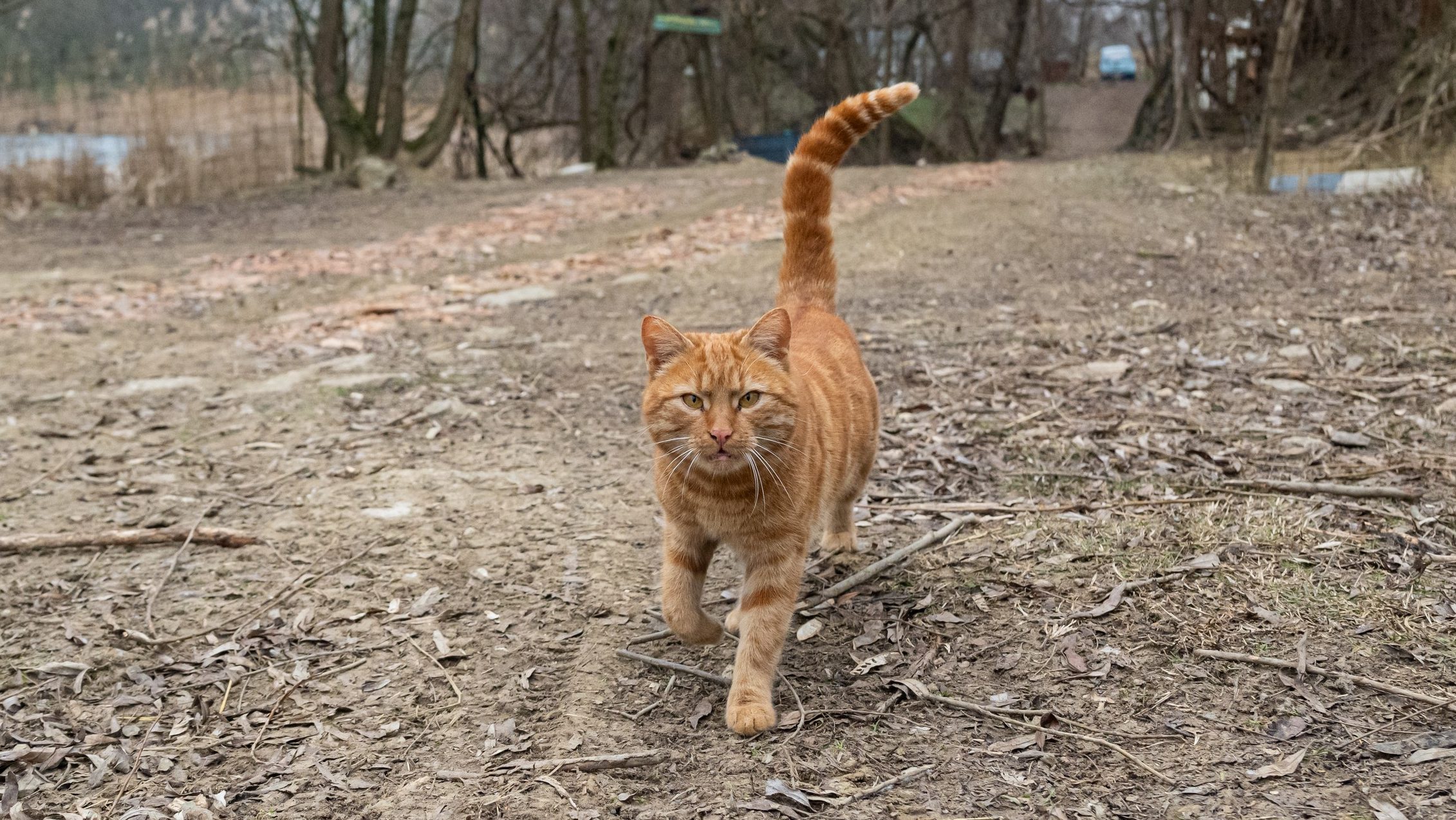 macska ragadozó táplálkozás