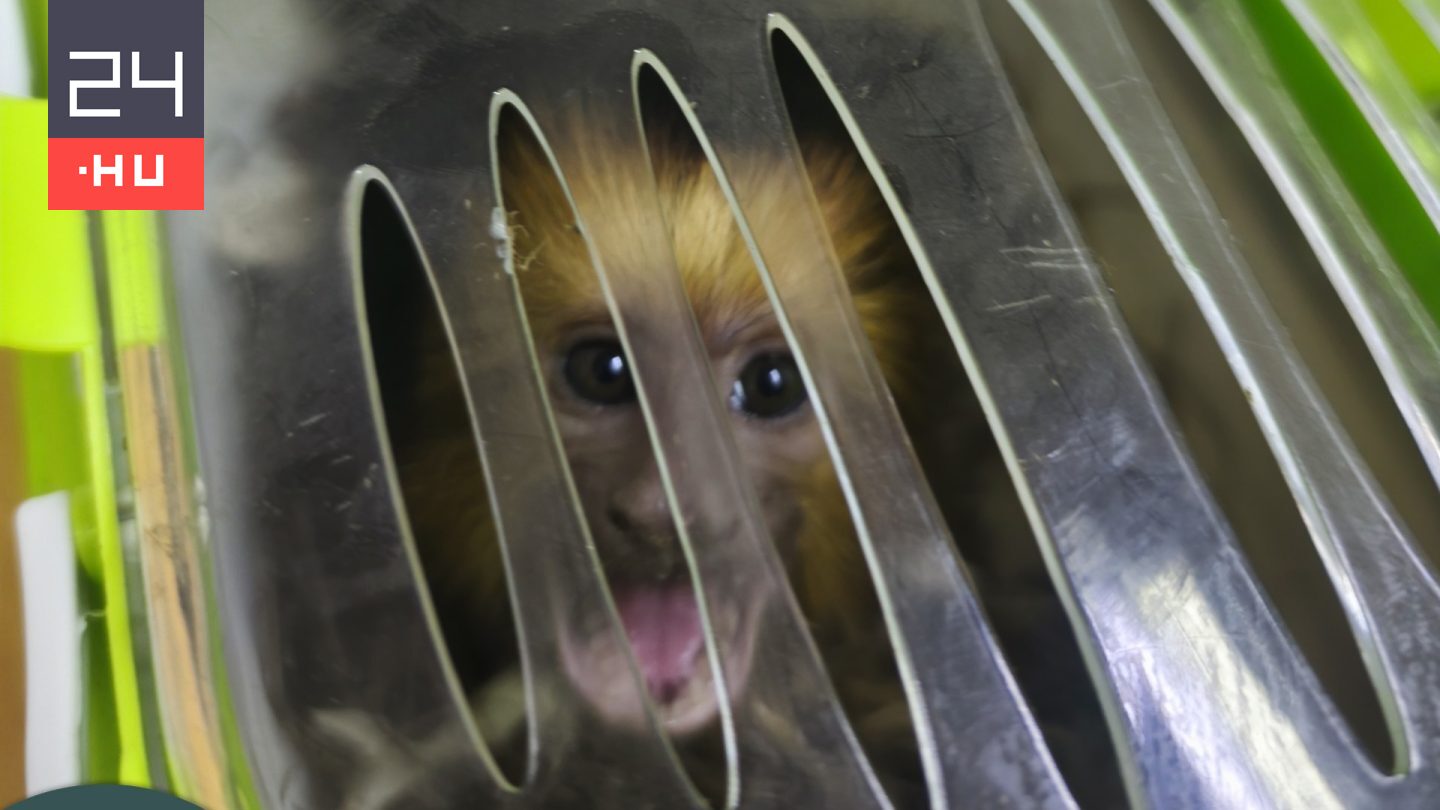Veszélyeztetett majmot próbáltak átcsempészni Magyarországon
