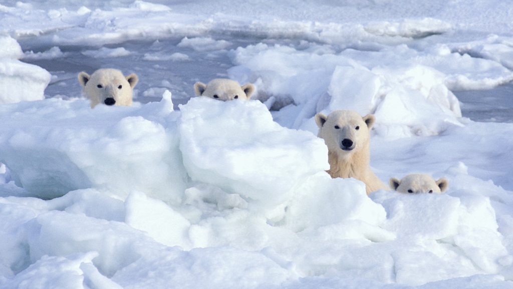jegesmedvék az északi-sarkon