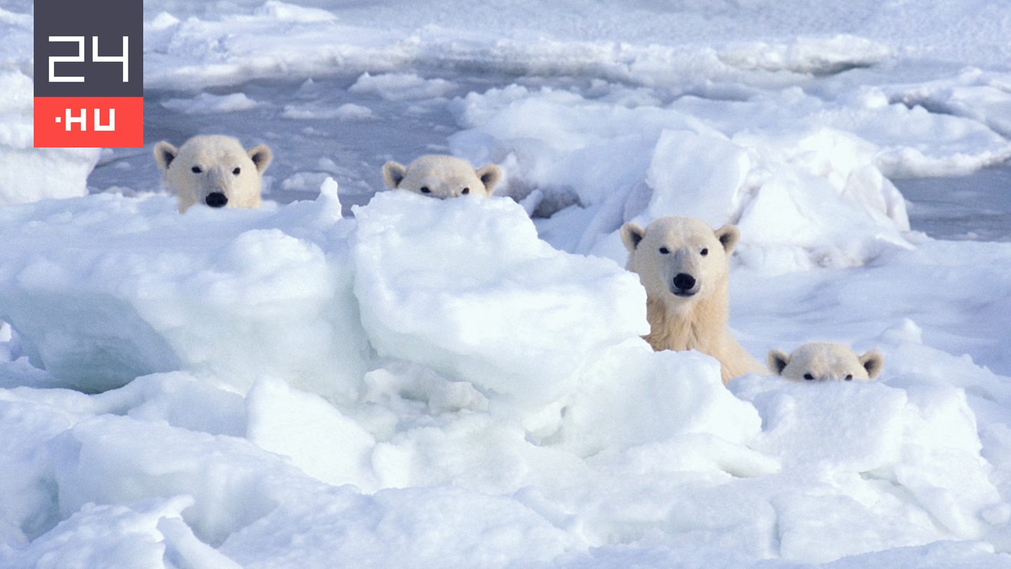 Mi köze van a medvéknek az Északi- és a Déli-sark nevéhez?