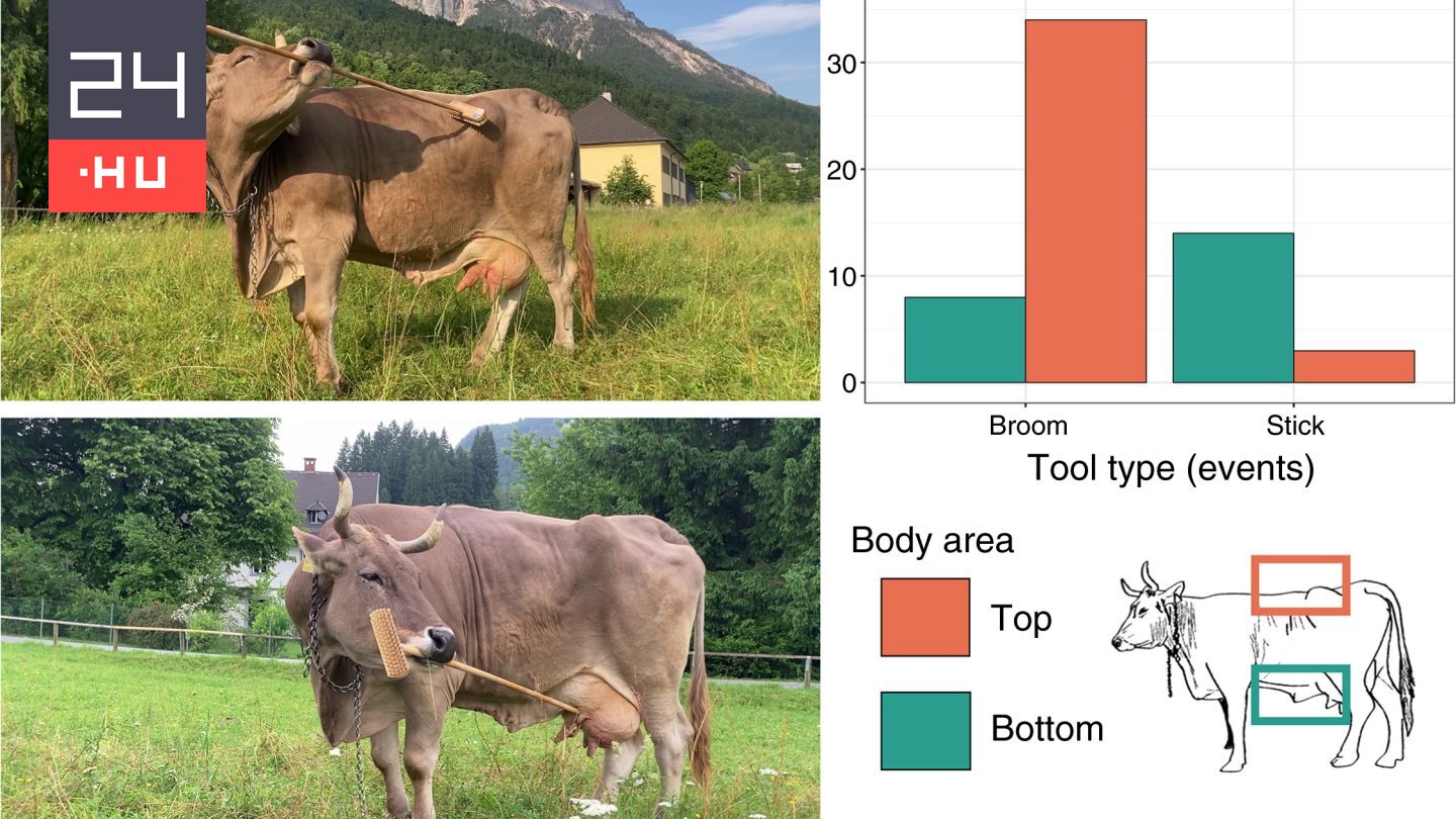 Seprűvel vakarózik Veronika, az első eszközhasználó tehén