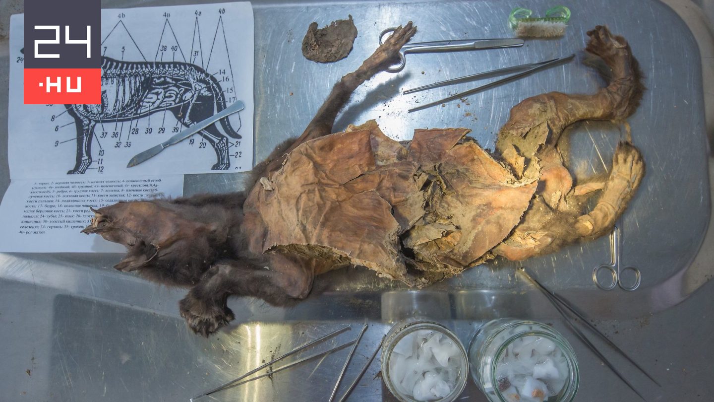 Farkasmúmia gyomrában talált maradvány segített megoldani egy kihalt faj rejtélyét