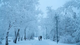 hideg felrobbanó fák amerika