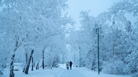 hideg felrobbanó fák amerika