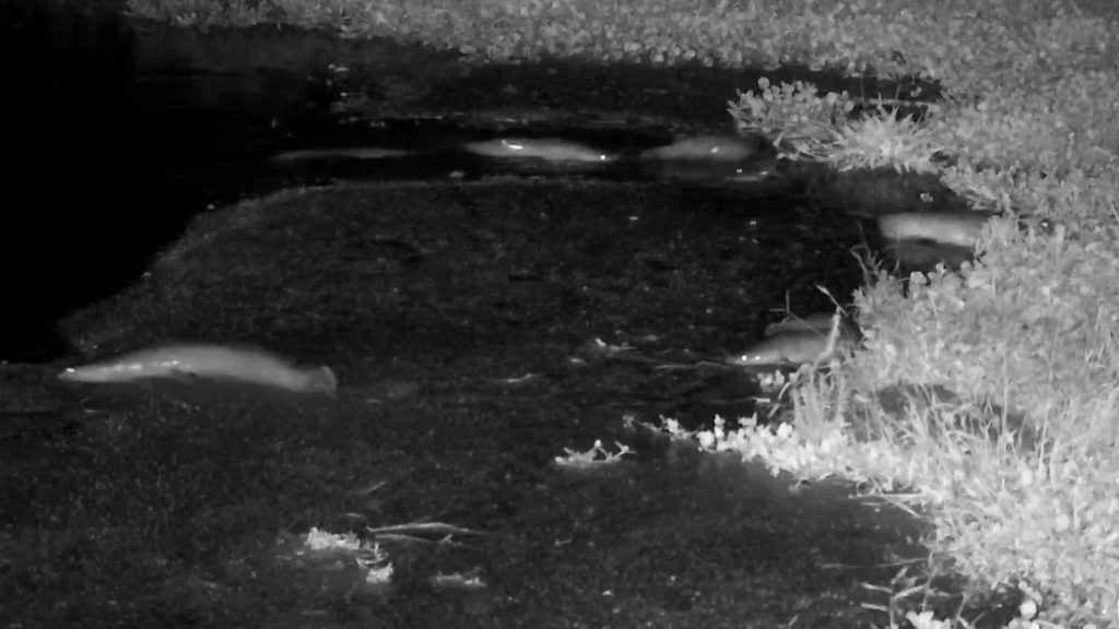 Ritka videón, amint szárazföldön sétálnak a harcsák