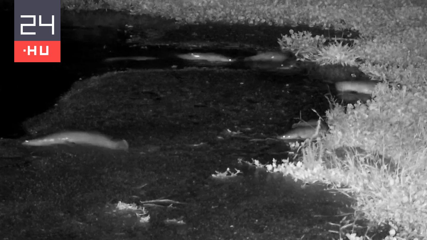 Ritka videón, amint szárazföldön sétálnak a harcsák