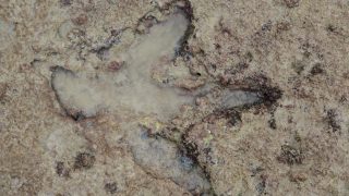 Dinoszaurusz-lábnyom Ausztráliában.