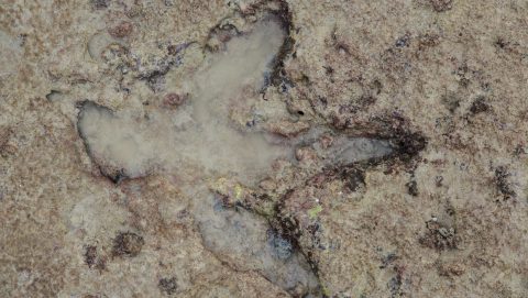 Dinoszaurusz-lábnyom Ausztráliában.