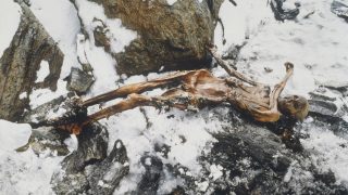 ötzi, jégmúmia, kutatás