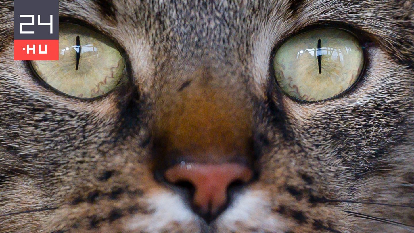 Tévedés, hogy az egyiptomiak istenként imádták a macskákat