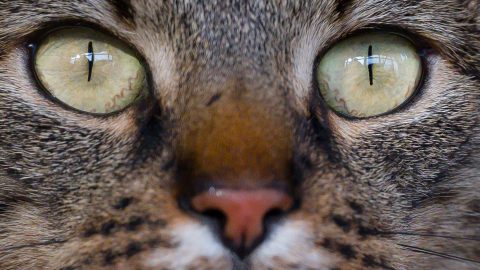 macska egyiptom kultusz