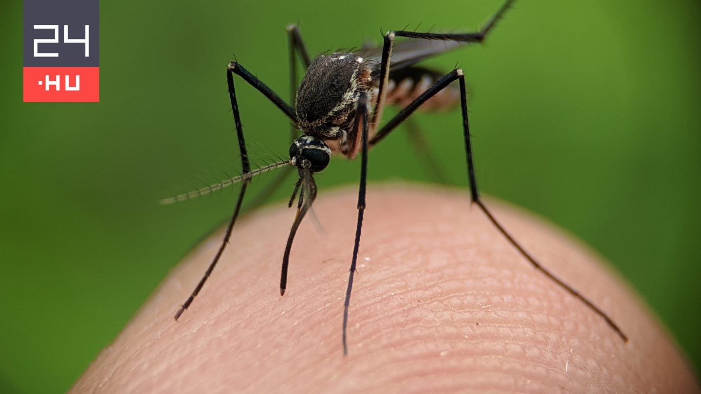Egyre gyakrabban csípnek meg embereket a szúnyogok