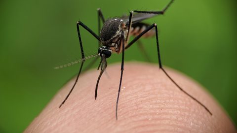 Szúnyog egy ember ujján.