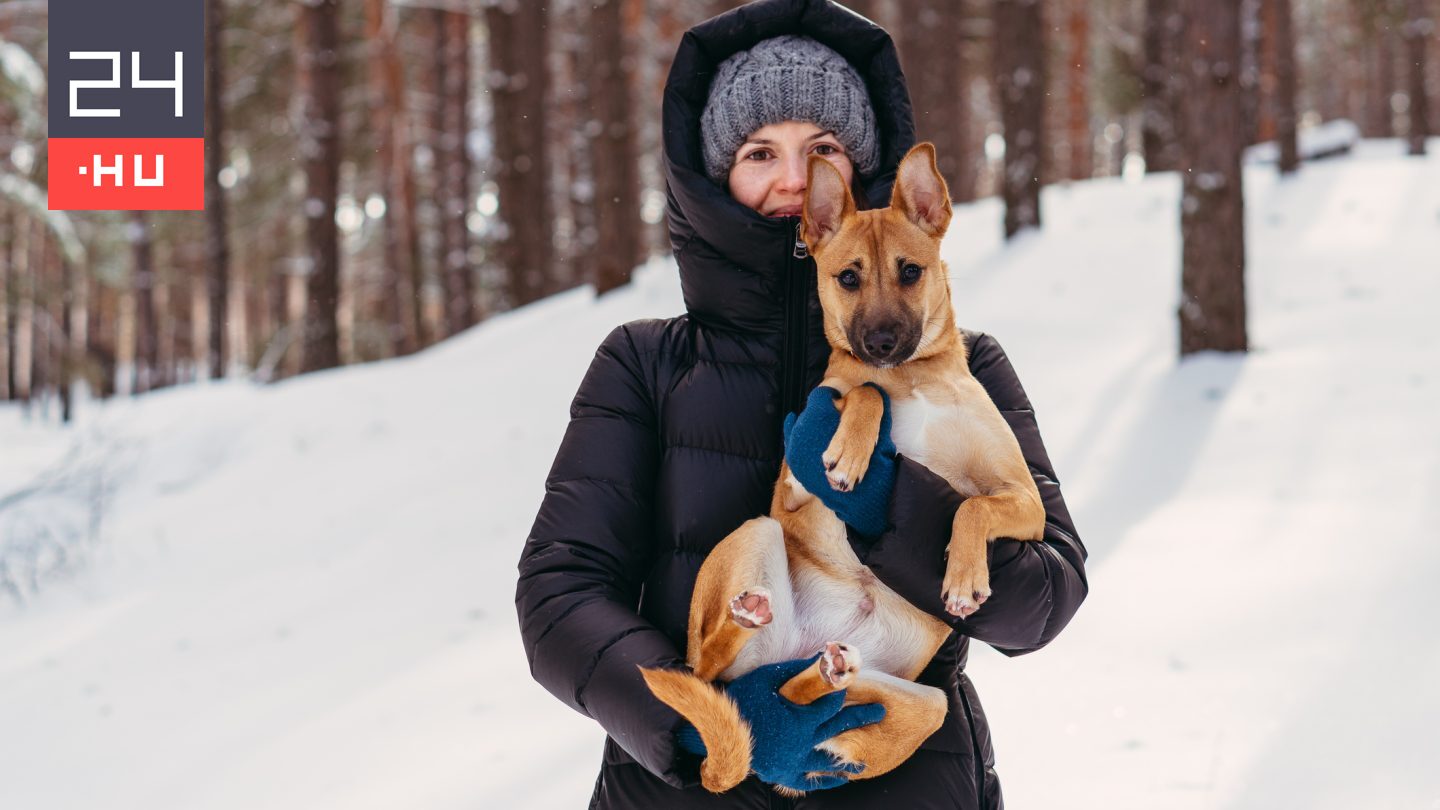 Brutális mínuszok jönnek, mutatjuk, hogyan védheti meg a kutyáját