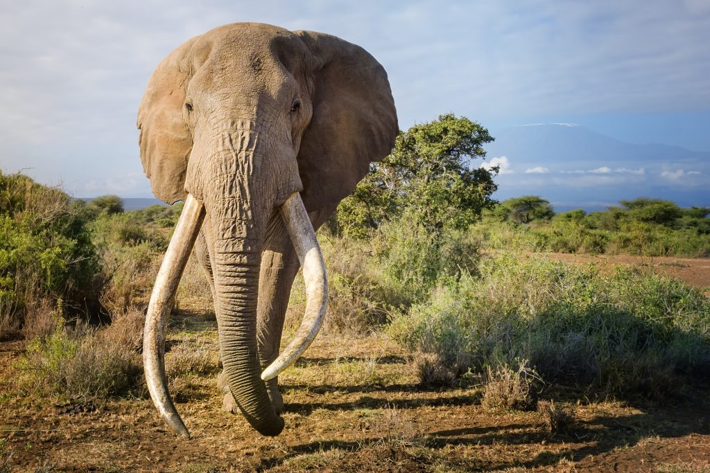 Elpusztult az elefánt, akit sörnagykövetnek neveztek ki Kenyában