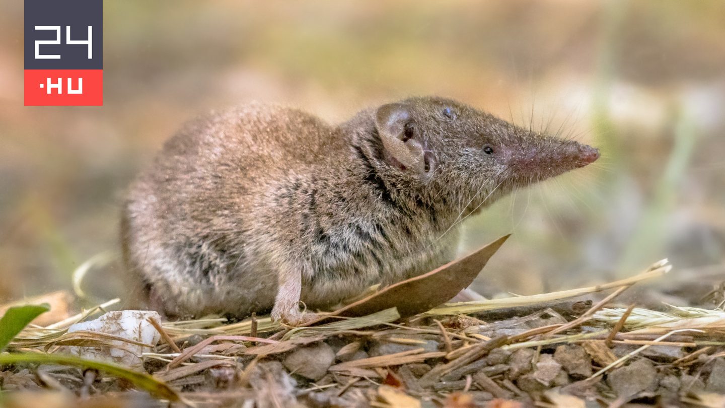 Képes változtatni agyméretét ez az állat