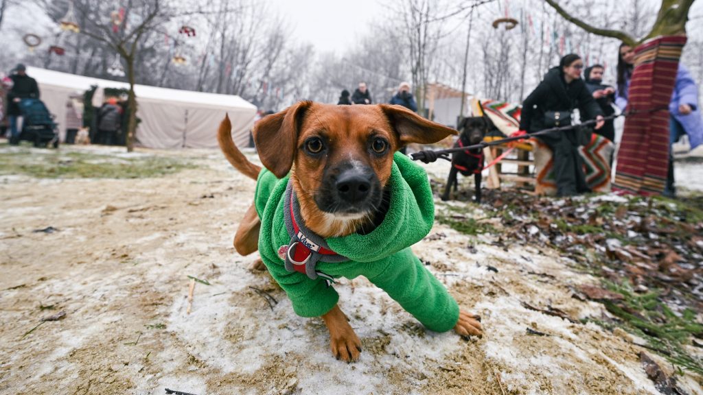 Szakértőt kérdeztünk, kell-e kutyaruha télen az ebekre