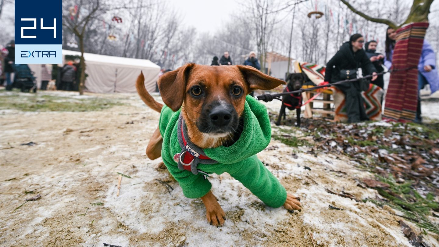 Szakértőt kérdeztünk, kell-e kutyaruha télen az ebekre