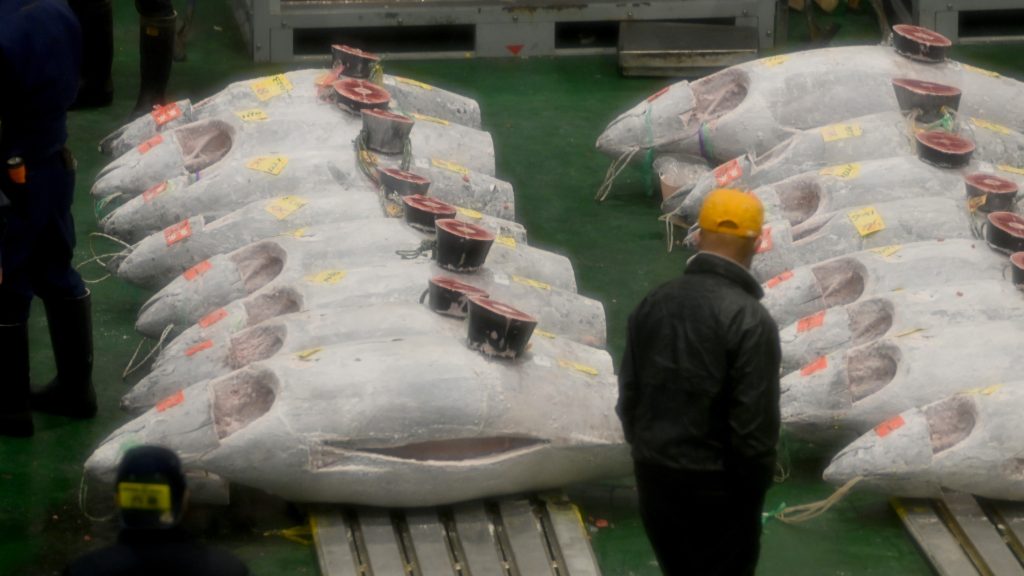 Több mint egymilliárd forintért adtak el egy csinos tonhalat Japánban