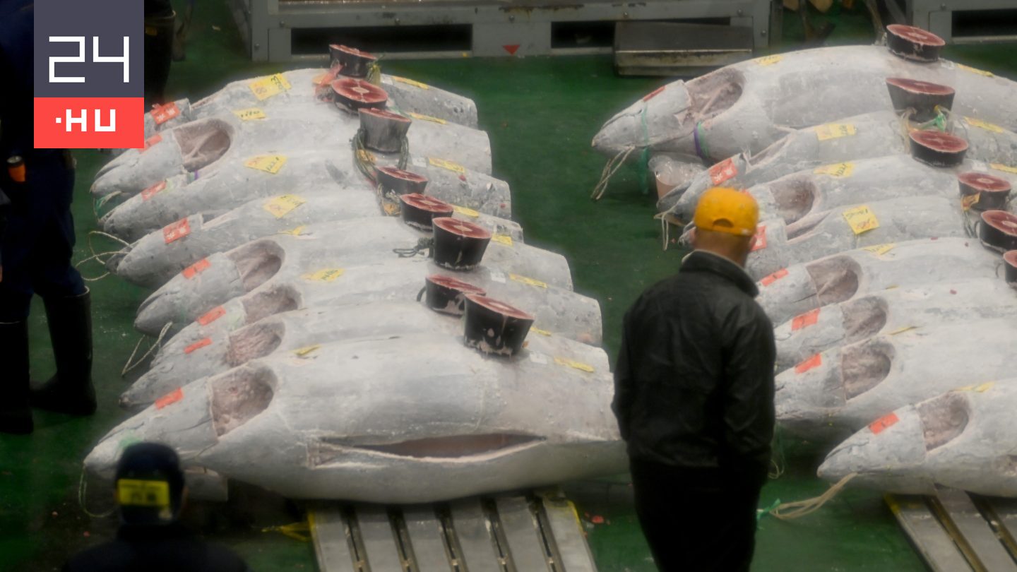 Több mint egymilliárd forintért adtak el egy csinos tonhalat Japánban