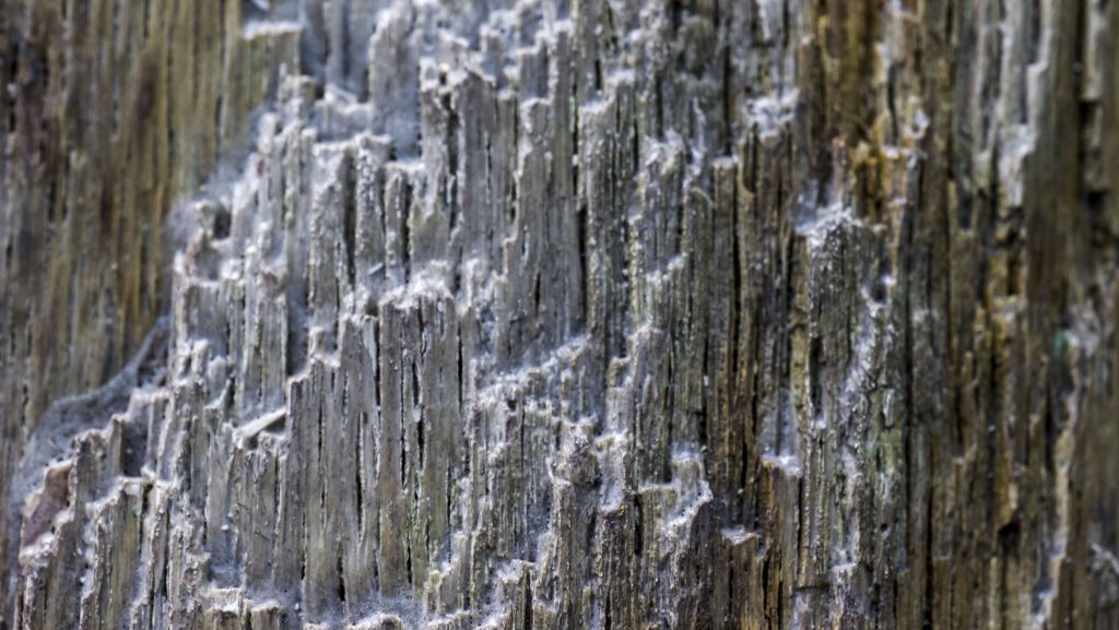 prototaxites, gomba, növény, kutatás, felfedezés