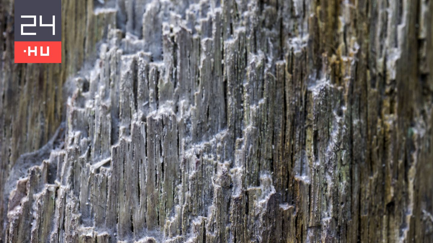 Rejtélyes, 400 millió éves létreformára bukkantak a Földön