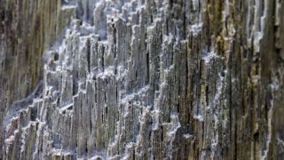 prototaxites, gomba, növény, kutatás, felfedezés