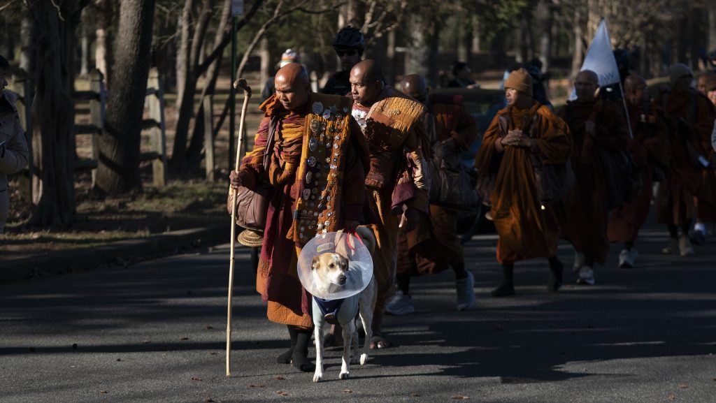 Megműtötték Alokát, a „békekutyát”, aki 80 napig gyalogolt buddhista szerzetesekkel