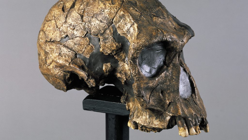 Rekonstruált Homo habilis koponya.