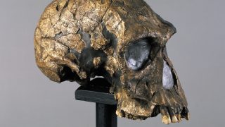Rekonstruált Homo habilis koponya.