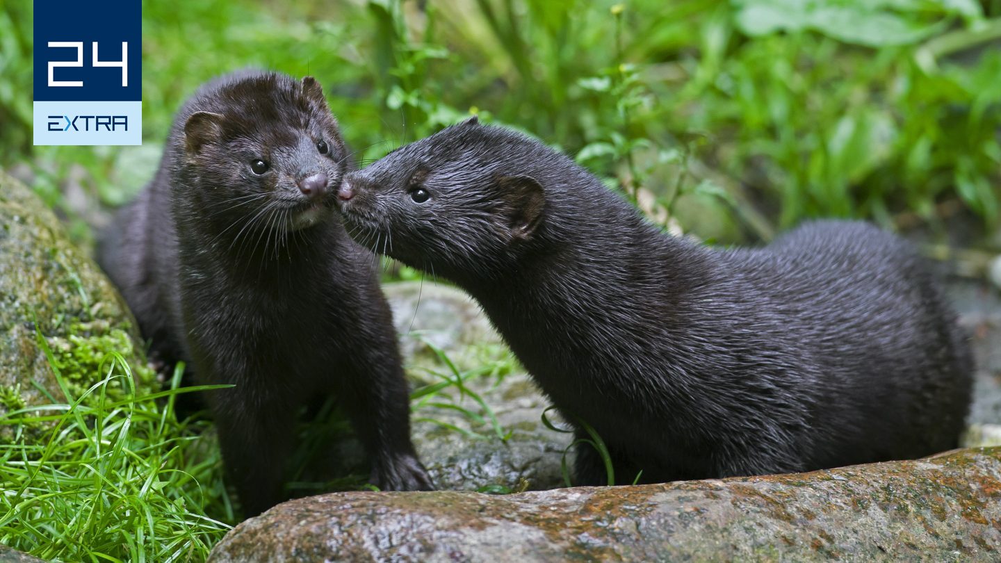 Cuki állat káros hatásokkal – új ragadozó jelent meg Magyarországon