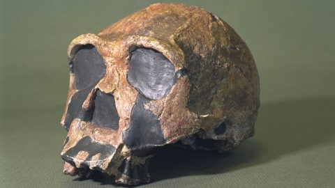 Homo erectus koponya.