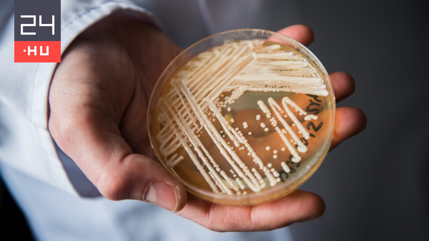 Halálos, gyógyszerrezisztens gombafaj terjed világszerte