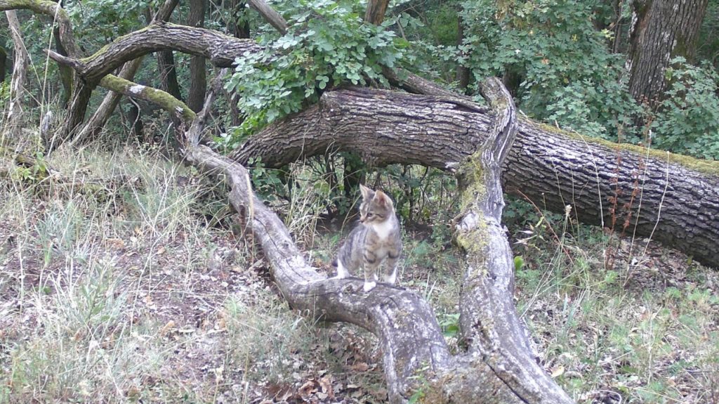 Egy éve ilyenkor: aggasztó jelenséget rögzítettek a Pilisben a vadkamerák