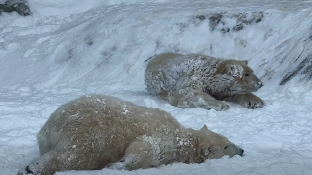 Videó: először láttak havat a Nyíregyházi Állatpark jegesmedvebocsai